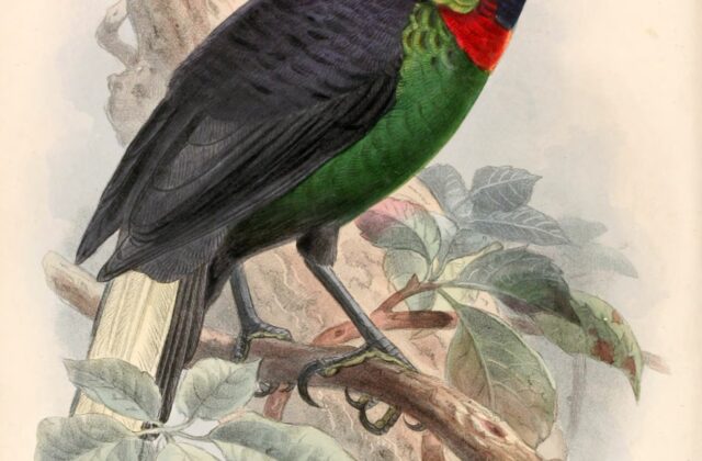 Splendid Astrapia