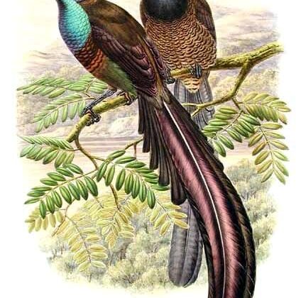 Princess Stephanie’s Astrapia
