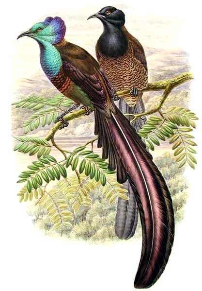 Princess Stephanie’s Astrapia