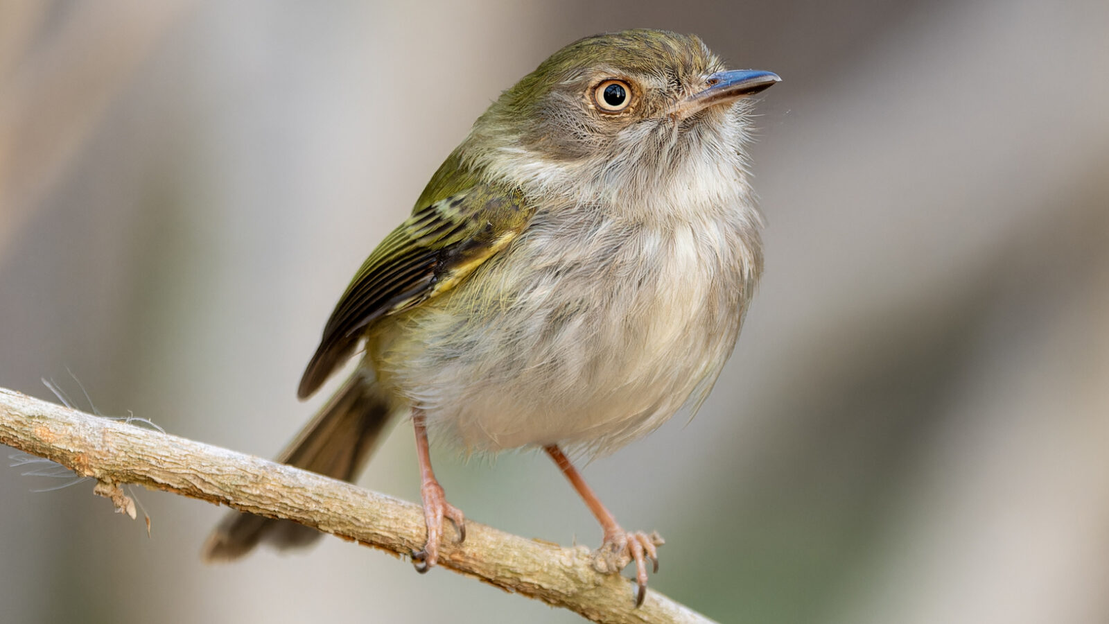 Pale-eyed Pygmy Tyrant
