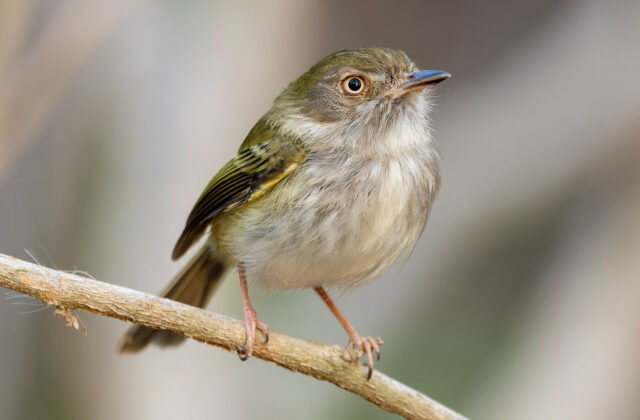 Pale-eyed Pygmy Tyrant