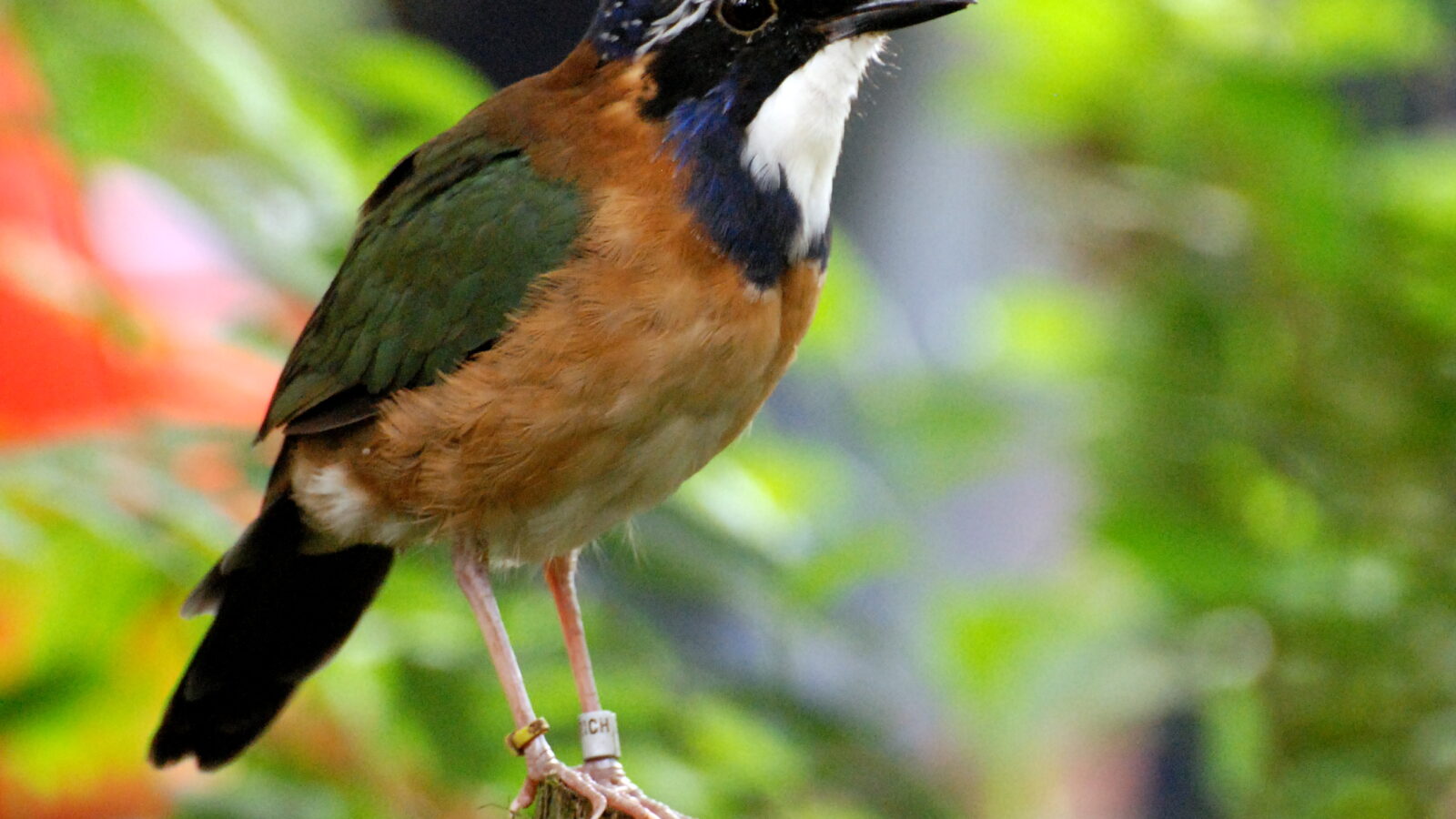 Pitta-like Ground Roller