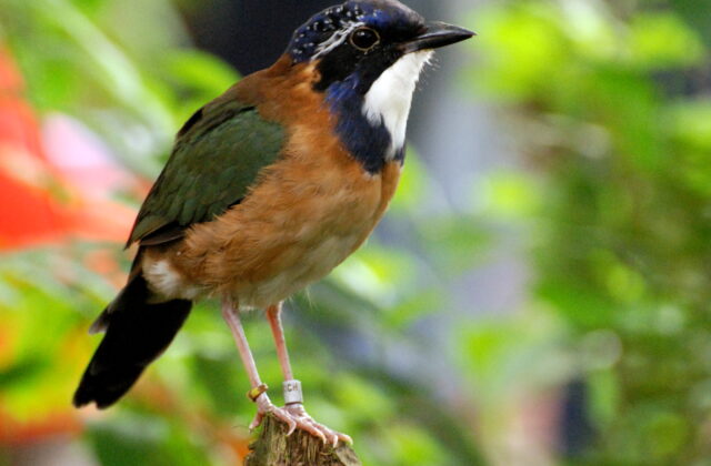 Pitta-like Ground Roller