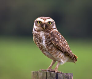Burrowing Owl