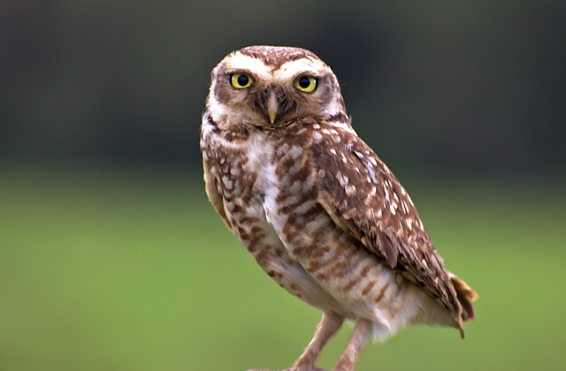Burrowing Owl
