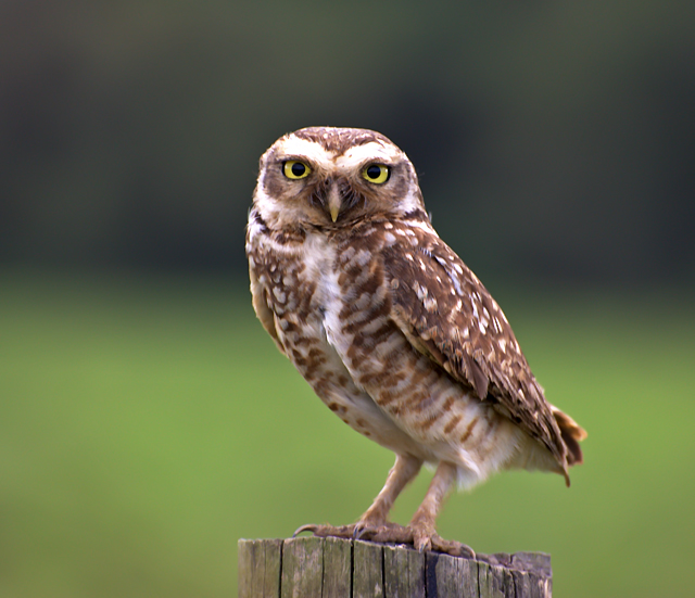 Burrowing Owl