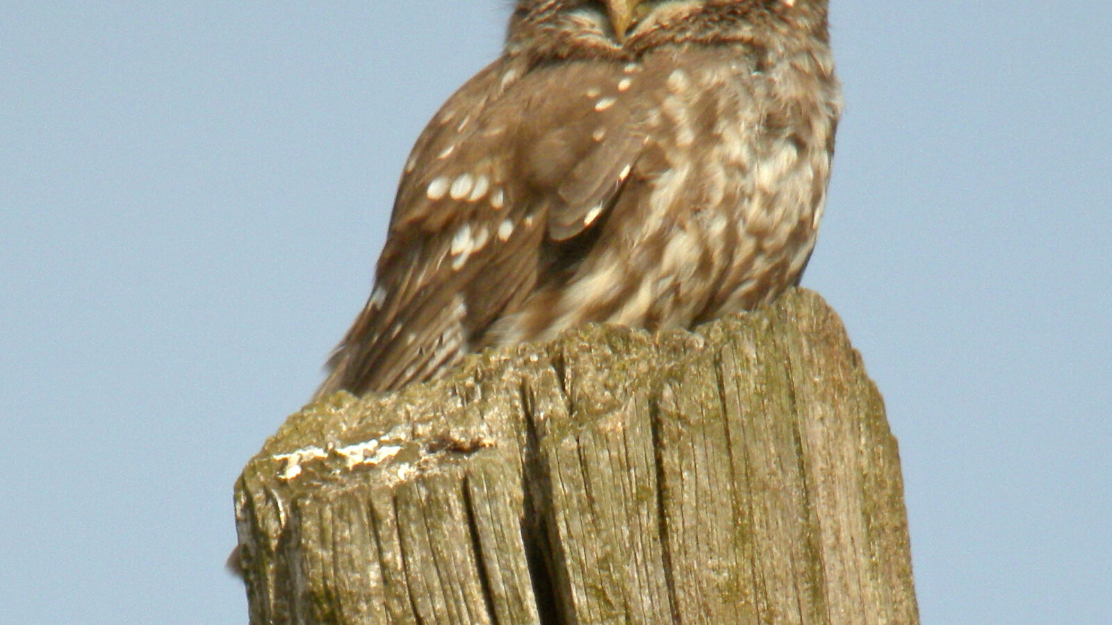 Little Owl