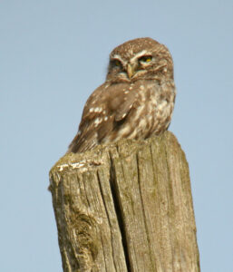 Little Owl