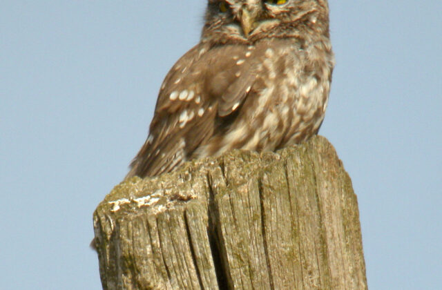 Little Owl