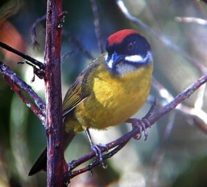Moustached Brushfinch
