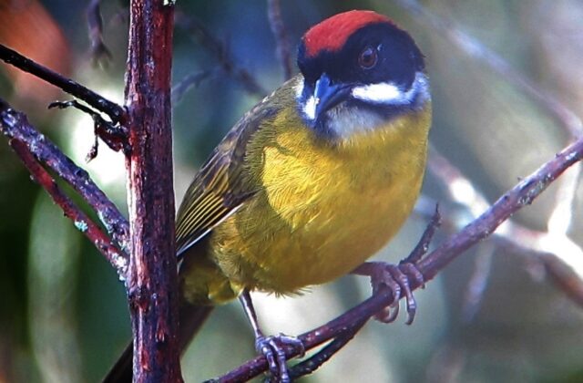 Moustached Brushfinch