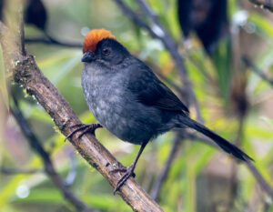 Cuzco Brushfinch