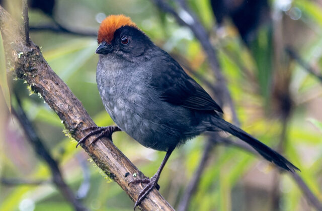 Cuzco Brushfinch