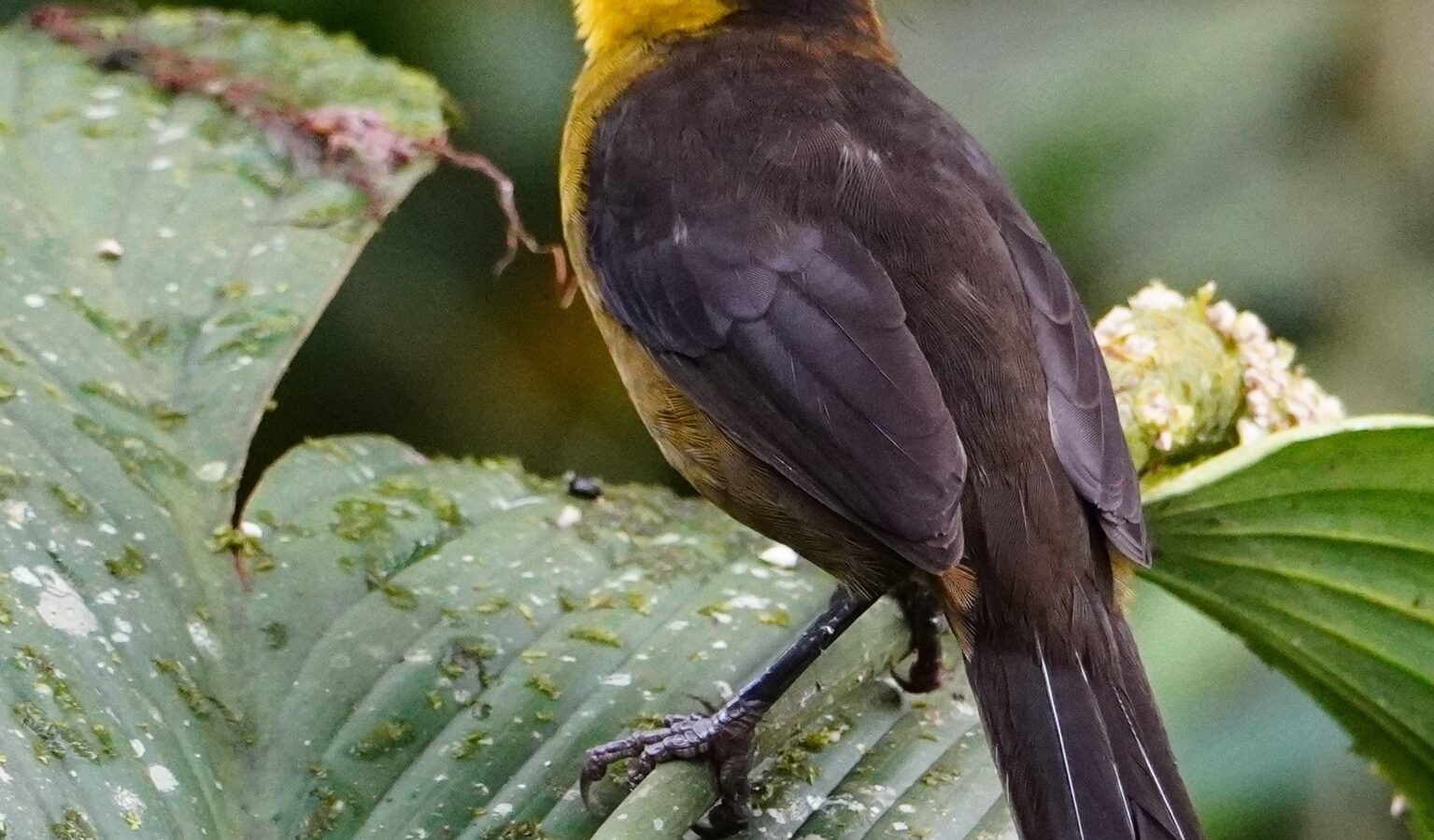 Choco Brushfinch