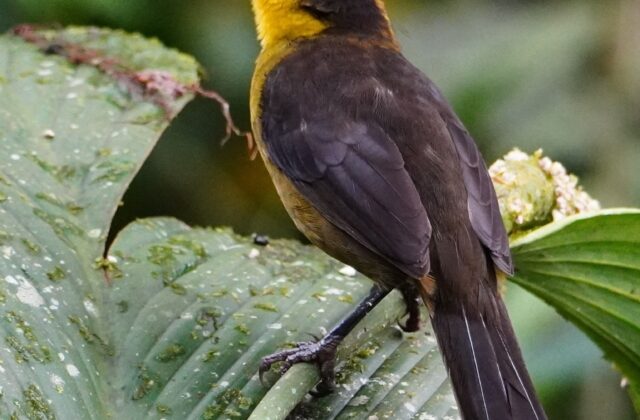 Choco Brushfinch