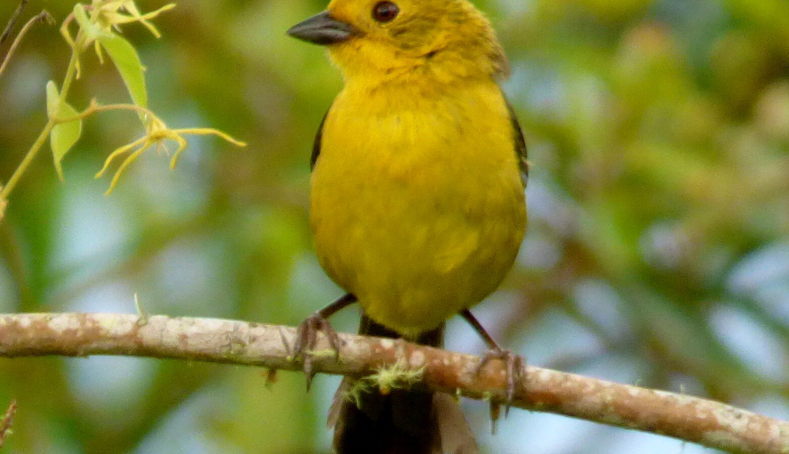 Yellow-headed Brushfinch