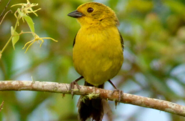 Yellow-headed Brushfinch