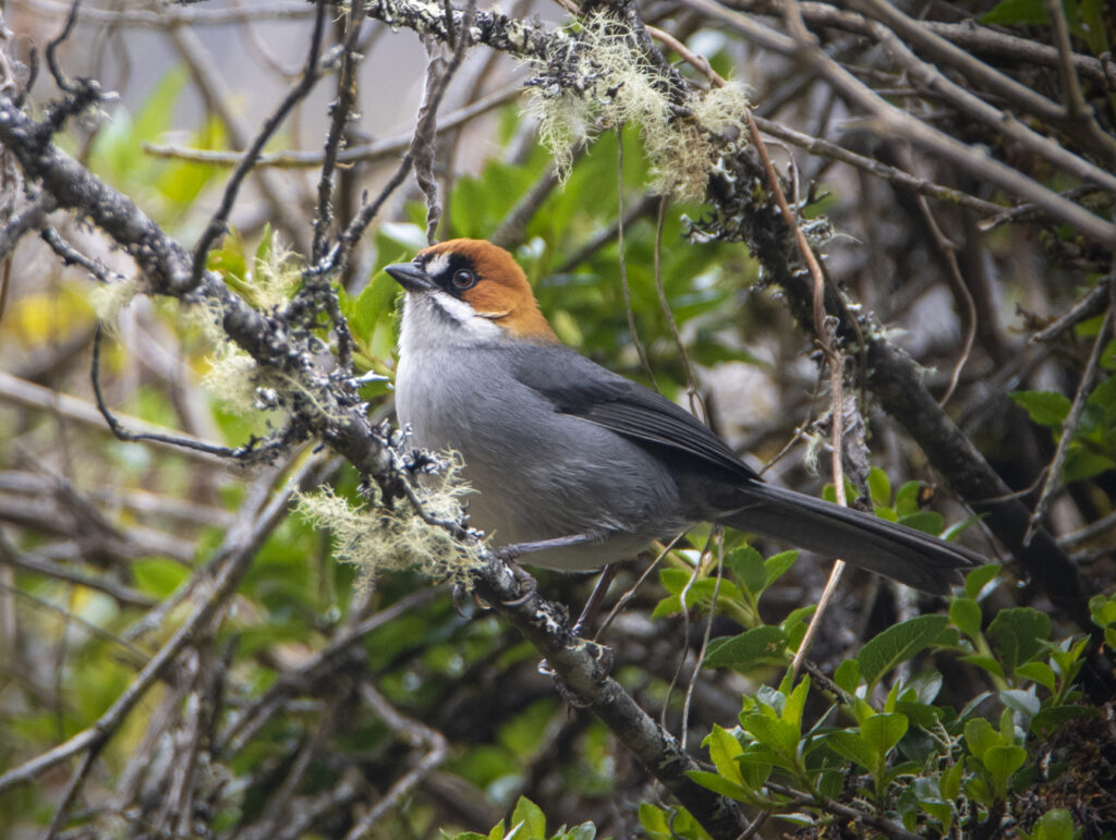 Apurimac Brushfinch