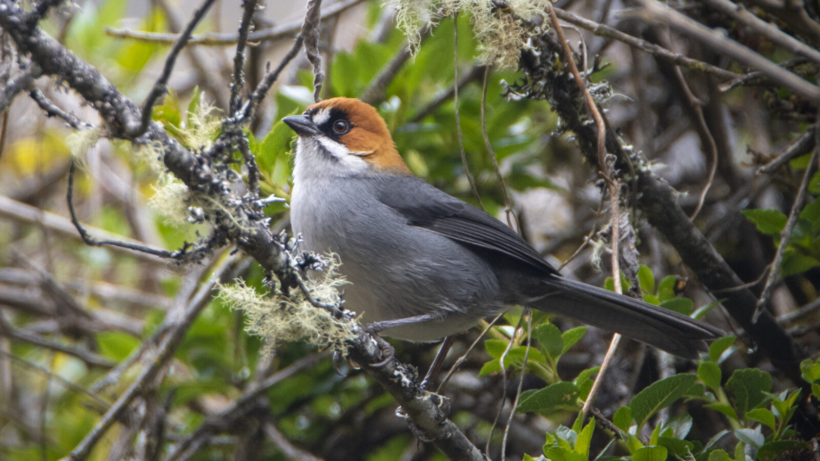 Apurimac Brushfinch