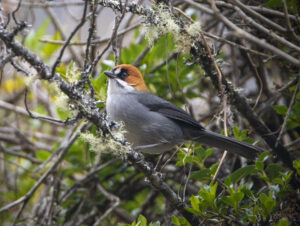 Apurimac Brushfinch