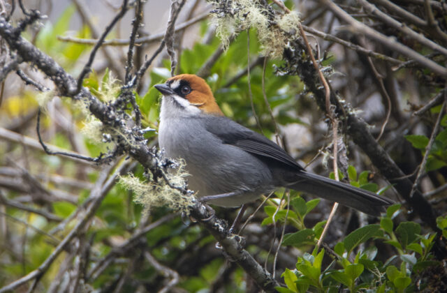 Apurimac Brushfinch