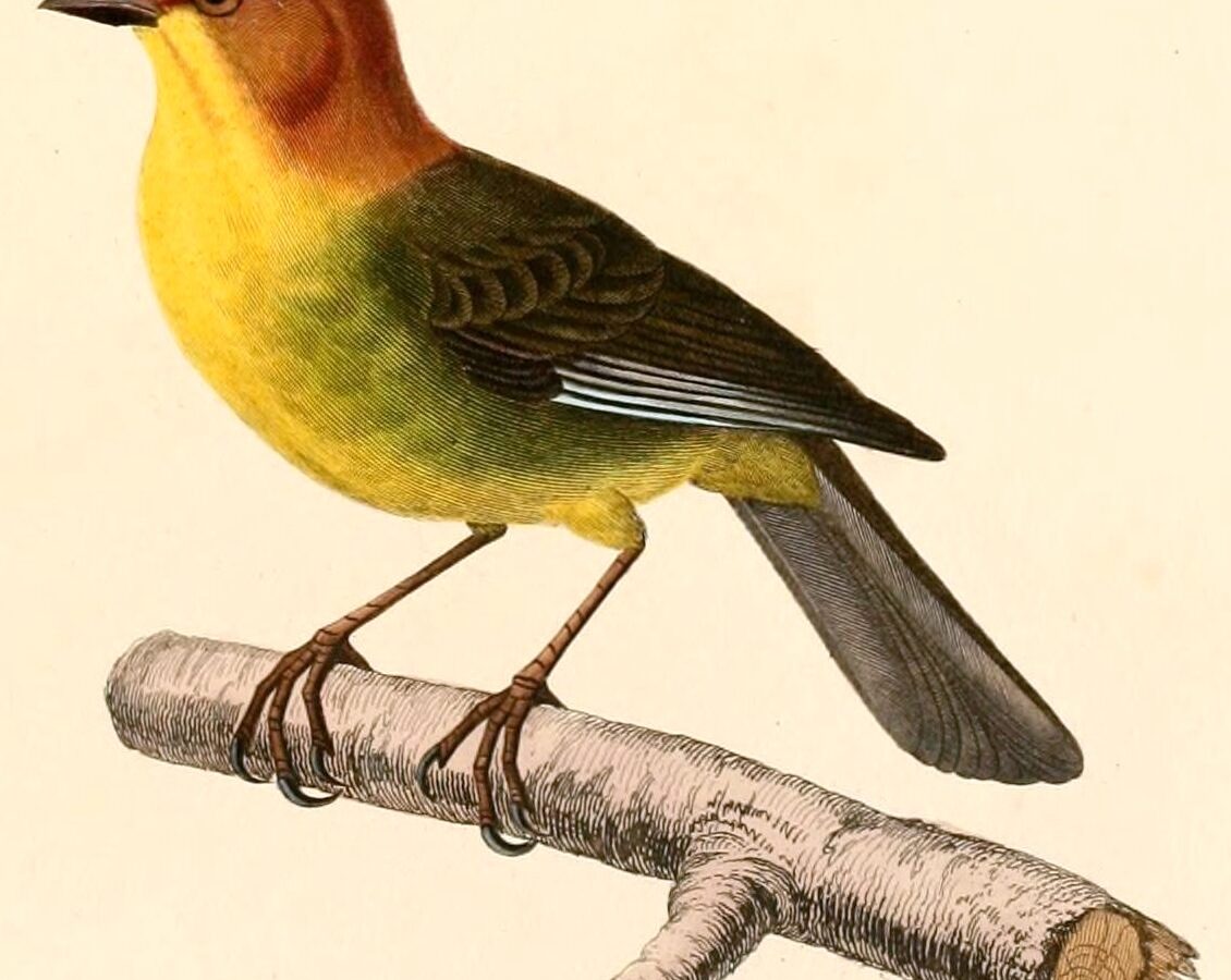 Fulvous-headed Brushfinch