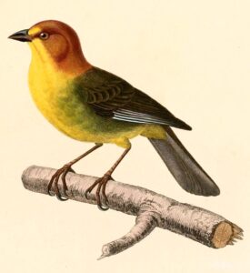 Fulvous-headed Brushfinch