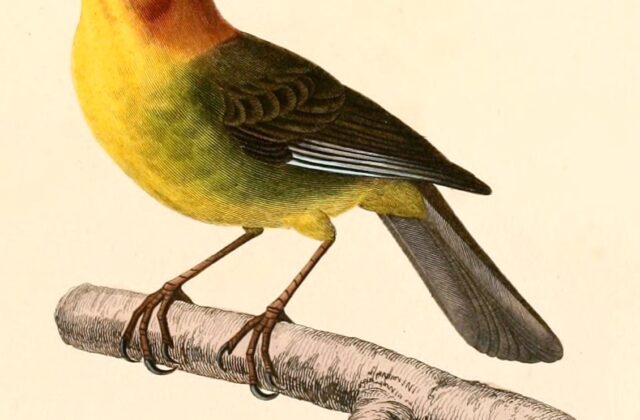 Fulvous-headed Brushfinch