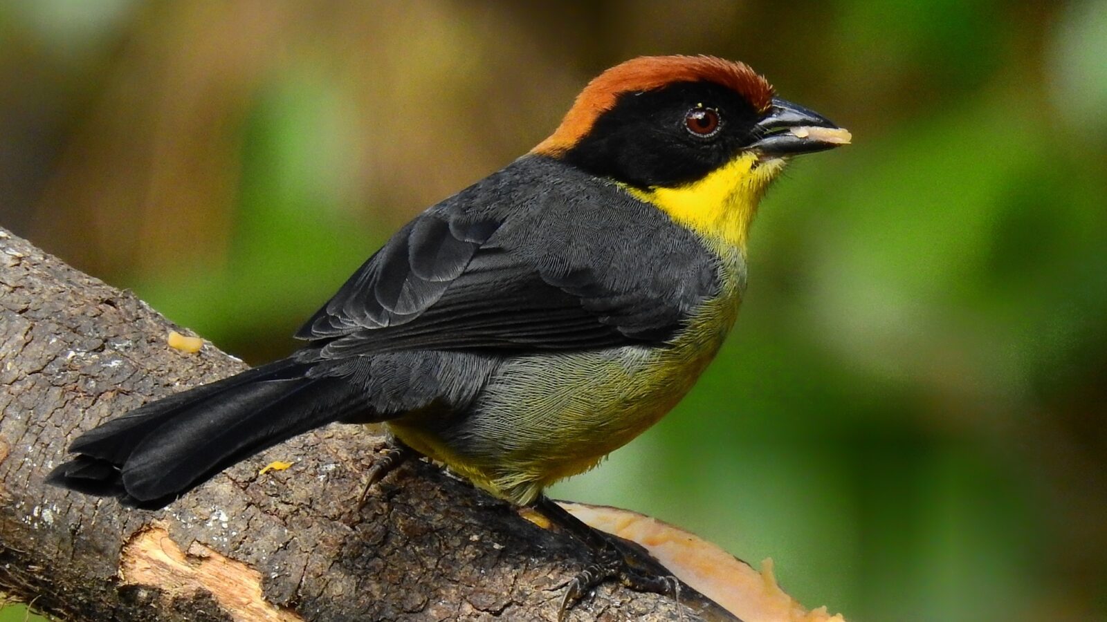 Yellow-breasted Brushfinch