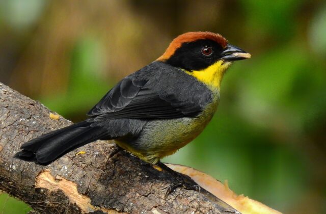 Yellow-breasted Brushfinch