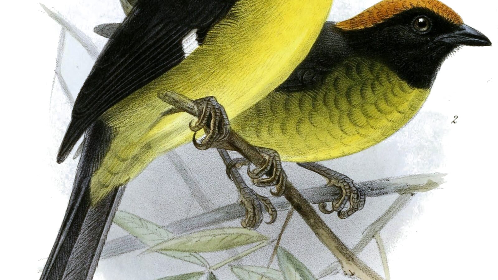 Grey-eared Brushfinch
