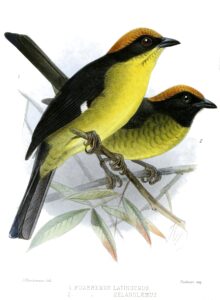 Grey-eared Brushfinch