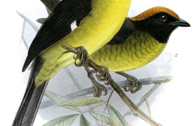 Grey-eared Brushfinch