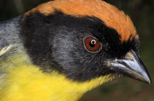 Black-fronted Brushfinch