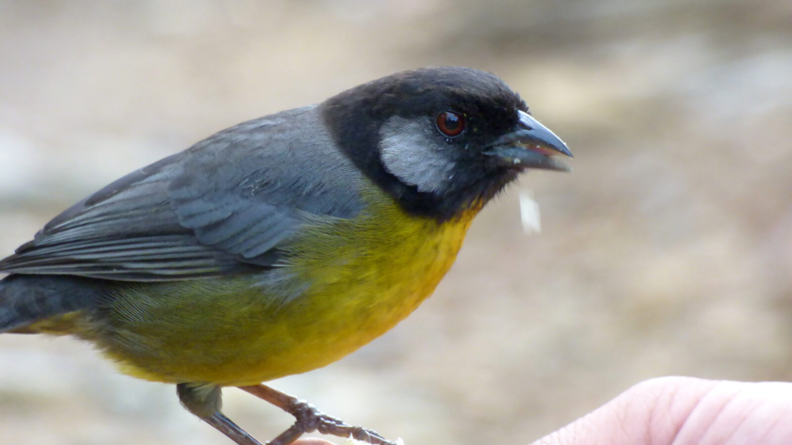 Santa Marta Brushfinch