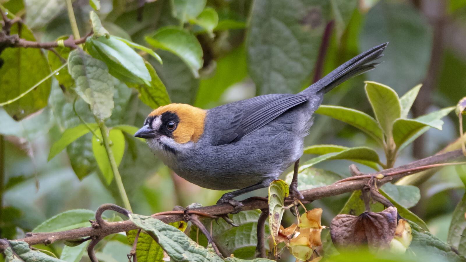 Black-spectacled Brushfinch