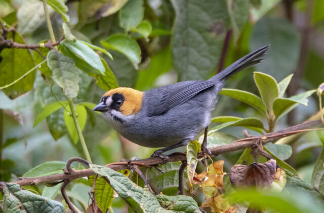 Black-spectacled Brushfinch