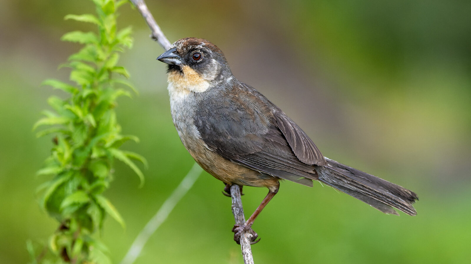 Rusty-bellied Brushfinch