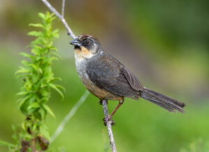 Rusty-bellied Brushfinch