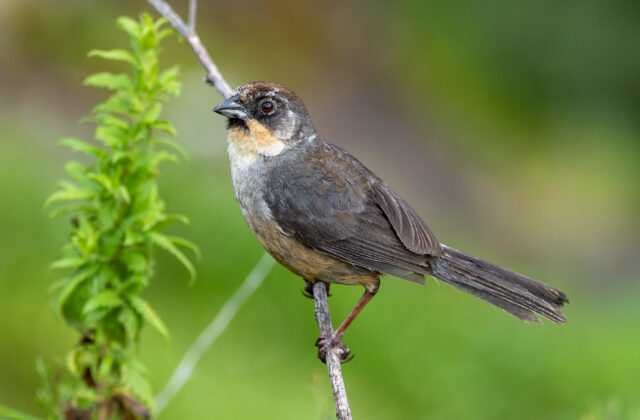 Rusty-bellied Brushfinch