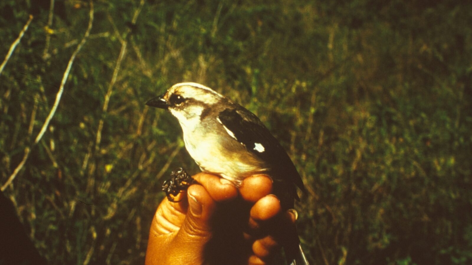 Pale-headed Brushfinch