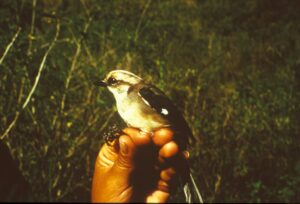 Pale-headed Brushfinch