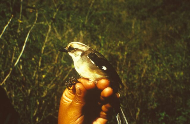 Pale-headed Brushfinch