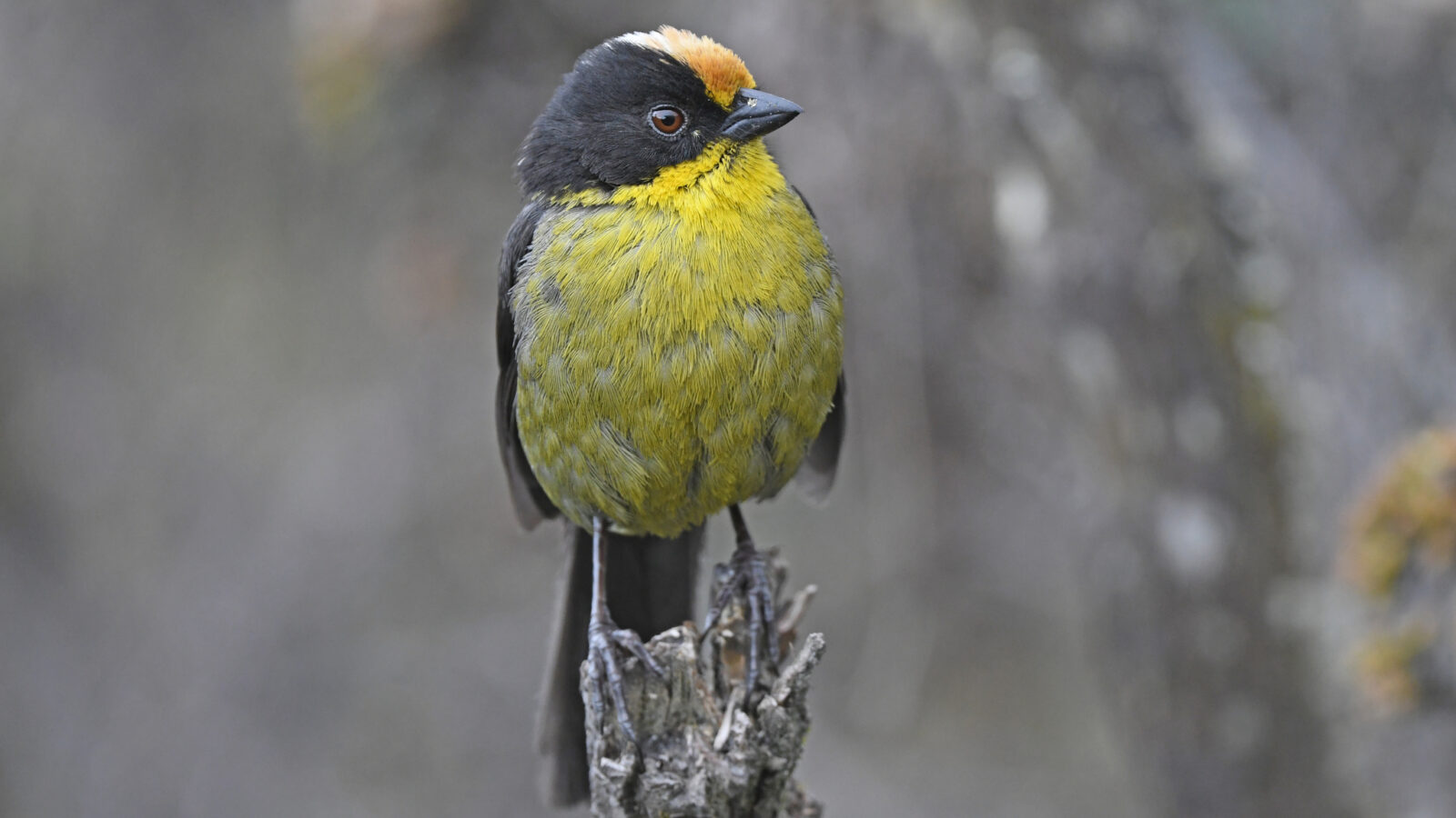 Pale-naped Brushfinch