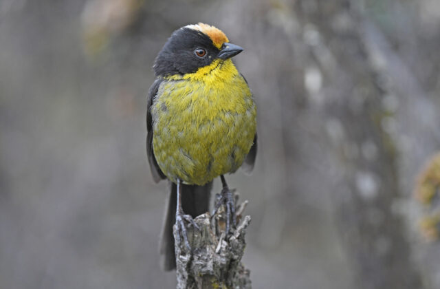 Pale-naped Brushfinch
