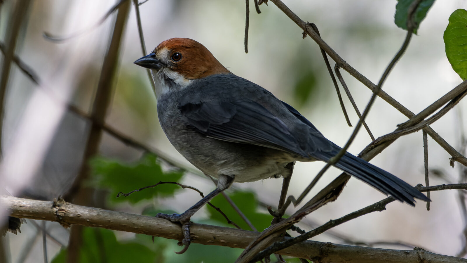 Rufous-eared Brushfinch