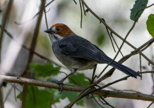Rufous-eared Brushfinch