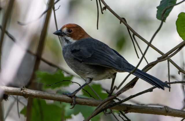 Rufous-eared Brushfinch