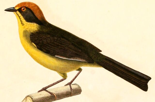 Bolivian Brushfinch