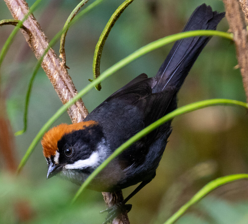 Taczanowski’s Brushfinch